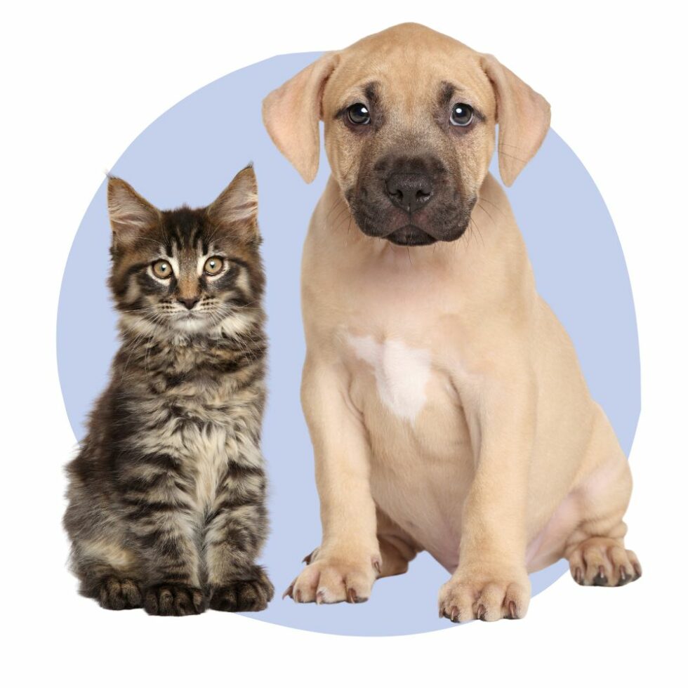 Exceptional Pet Care Paxton Animal Hospital