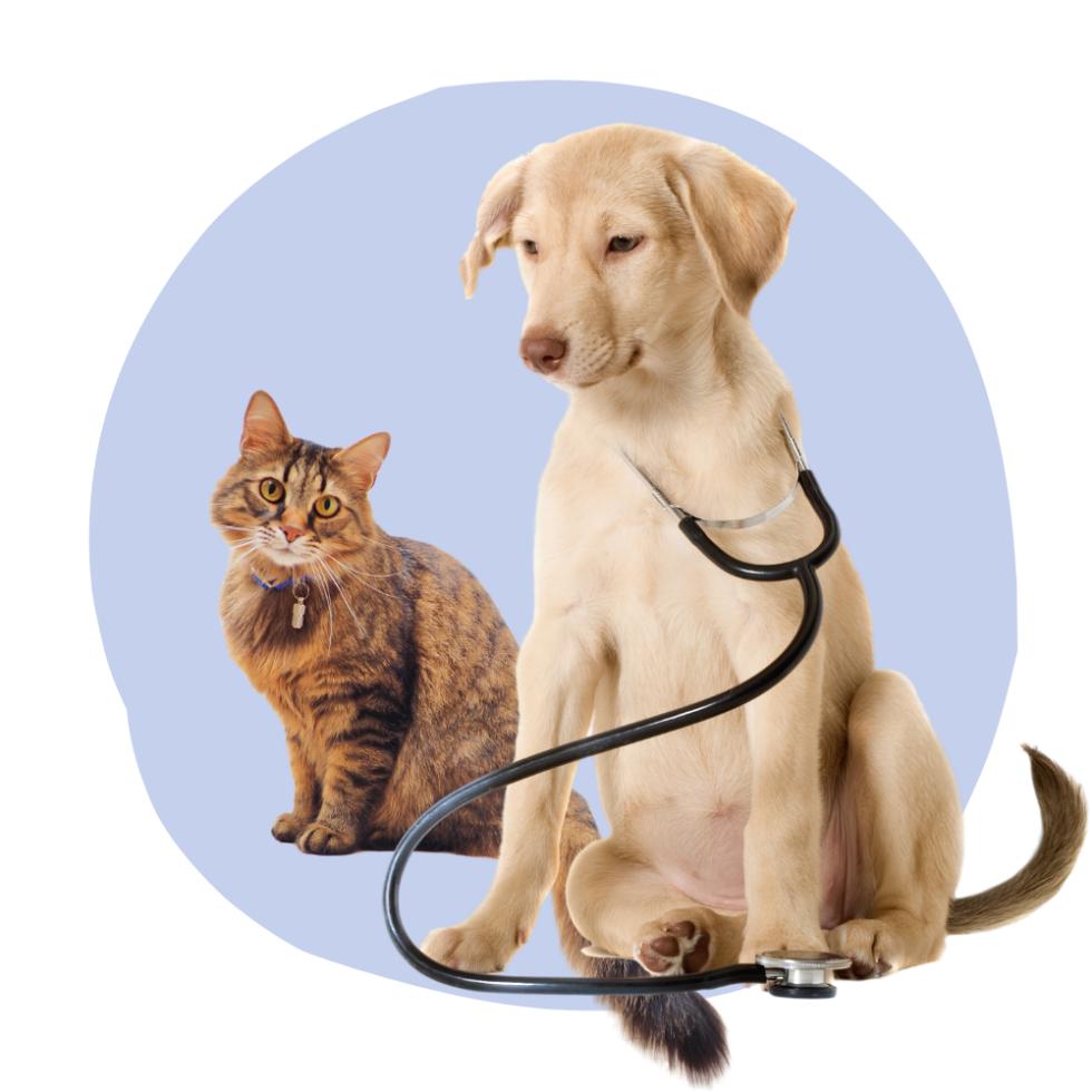 Exceptional Pet Care Paxton Animal Hospital